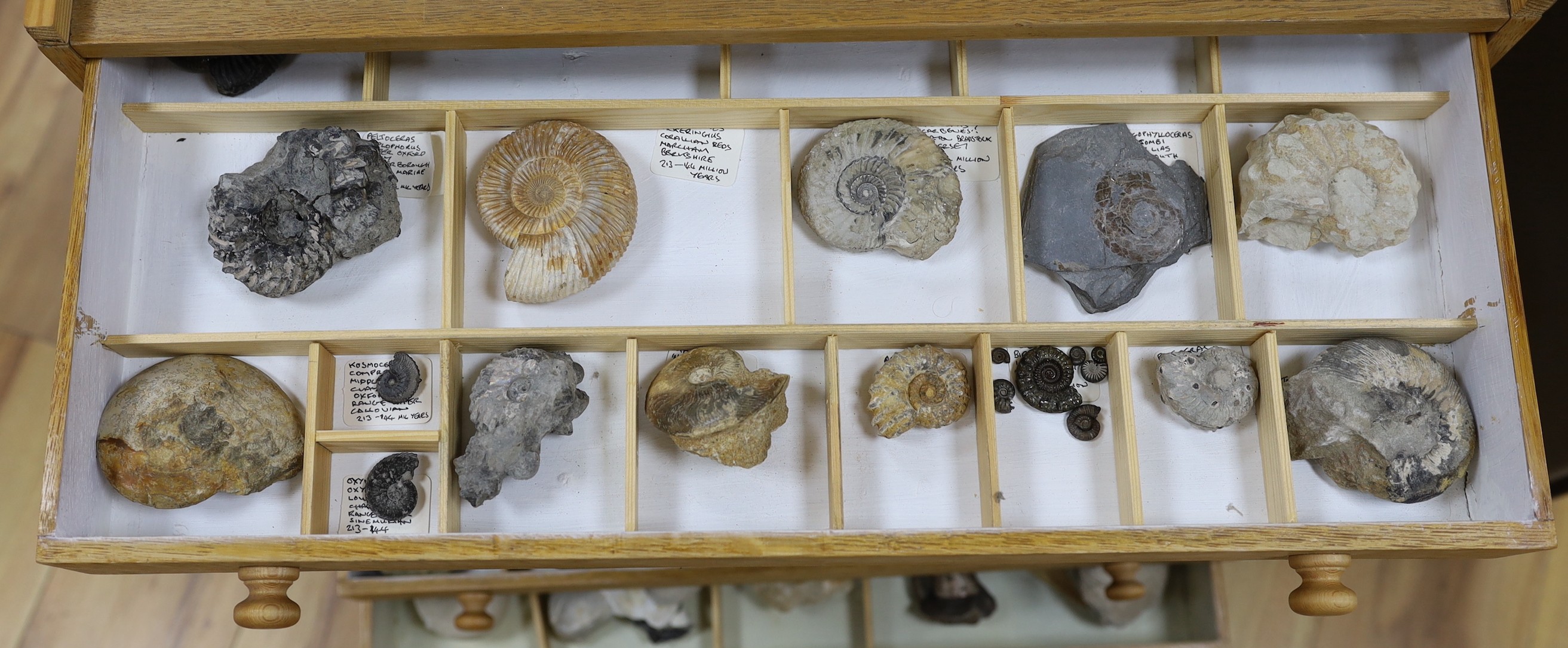 A large collection of fossil specimens, including dinosaur specimens, in an oak and pine chest of nine drawers, 69 cm high, 60 cm wide, 36.5 cm deep